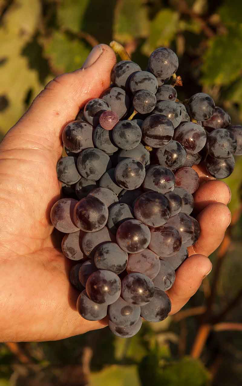 Grappolo Cannonau