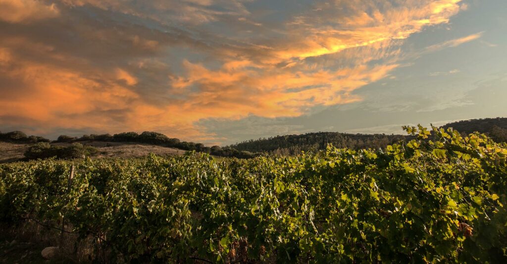Colline del Vento vineyard at sunset, Villasimius