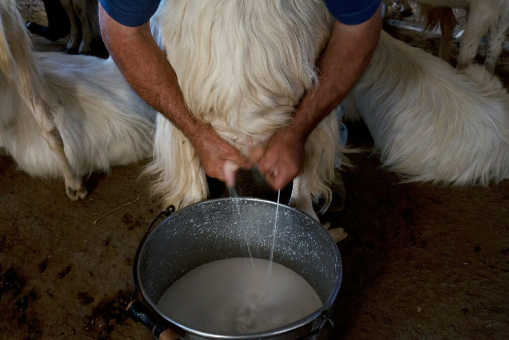 Hands of a Sardinian shepherd milking for fresh cheese