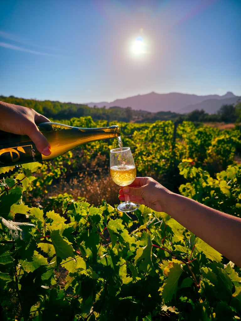 A glass of Entu Vermentino in the sun among the Villasimius vines