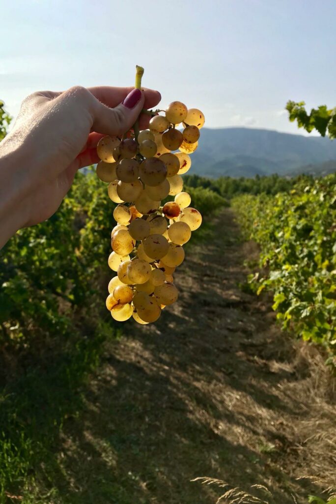Harvest in the Colline del Vento vineyard in Villasimius
